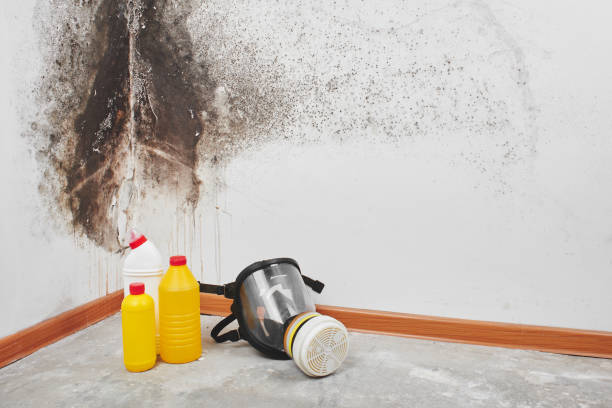 Best Mold Testing  in Grant, MI