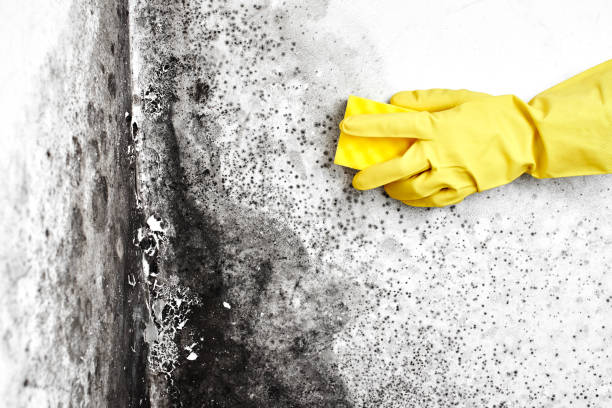 Best Certified Mold Removal  in Grant, MI