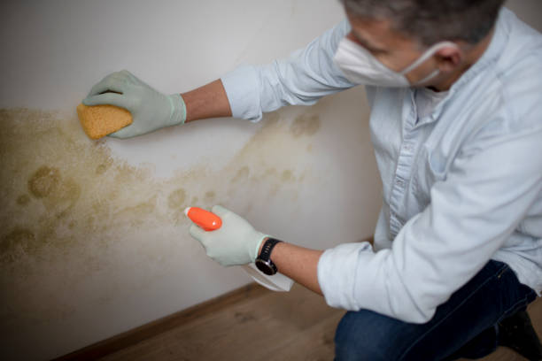 Best Emergency Mold Removal  in Grant, MI