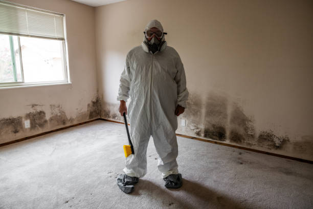 Professional Mold Removal in Grant, MI