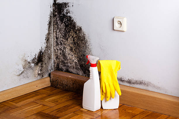Best Crawl Space Mold Removal  in Grant, MI