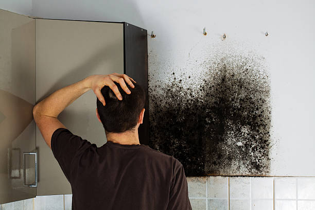 Best Mold Remediation  in Grant, MI