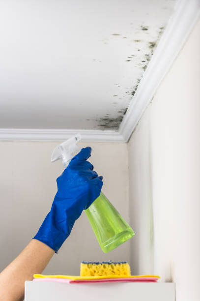 Best Commercial Mold Removal  in Grant, MI