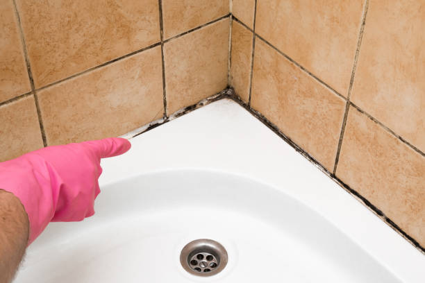 Best Same-Day Mold Removal  in Grant, MI