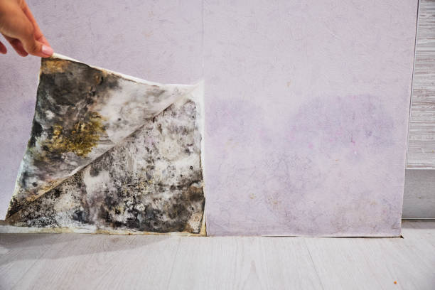 Best Office Mold Removal Services  in Grant, MI